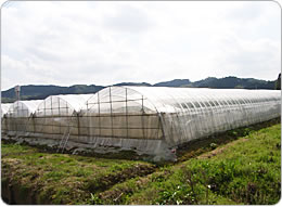 キュウリのビニールハウスが並ぶ