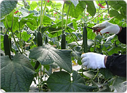 手際よく、大切に収穫