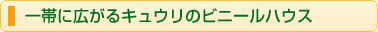 一帯に広がるキュウリのビニールハウス