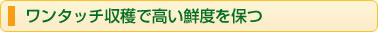 ワンタッチ収穫で高い鮮度を保つ