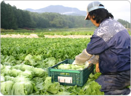 夜中から始まる収穫作業