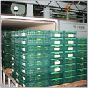 真空予冷で朝採りの鮮度を保つ