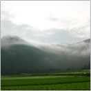 朝もやに包まれる早朝のレタス畑