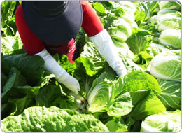 早朝に行う夏ハクサイの収穫