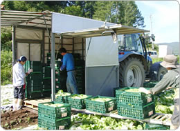 畑からトラクターのキャリーへそのまま積み込み