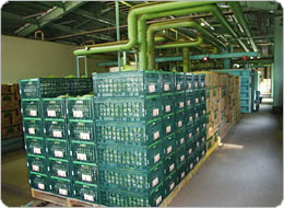 真空予冷装置で急速冷却