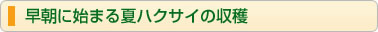 早朝に始まる夏ハクサイの収穫