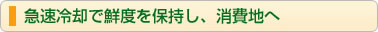 急速冷却で鮮度を保持し、消費地へ
