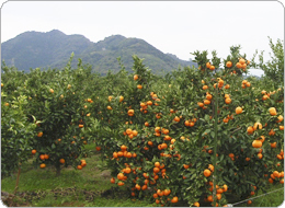 権現山を望むみかん畑