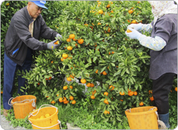 肥料や農薬に気を配った高品質のみかん生産