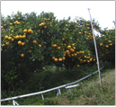 日照量の多い水はけの良い土地がみかんに適する