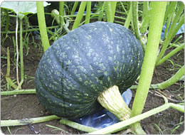 ほくほくの食感、栗大将