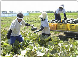 早朝に行われる収穫