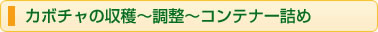 カボチャの収穫〜調整〜コンテナー詰め