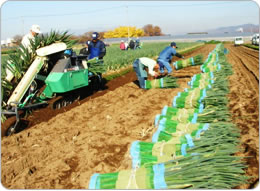機械で掘り出したネギを束ねる