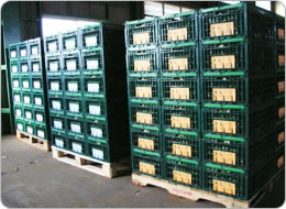 パレットに詰まれたコンテナー