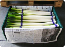 新聞紙でまわりを包み、鮮度を保つ