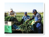 ネギの収穫作業部隊のみなさん