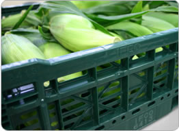 スイートコーンイメージフォト