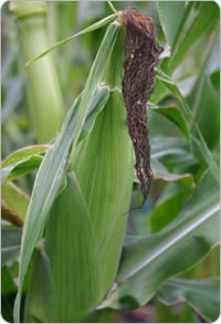 スイートコーンイメージフォト