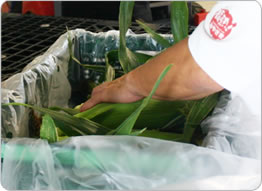 スイートコーンイメージフォト