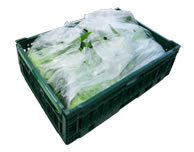 スイートコーンイメージフォト