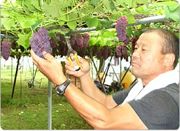 デラウェアの収穫