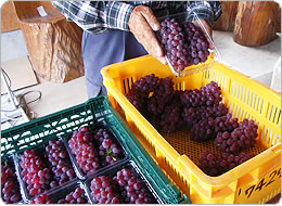 収穫箱からイフコ・コンテナーに詰め替え