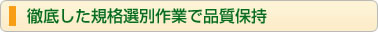 徹底した規格選別作業で品質保持