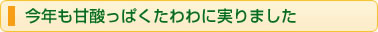 今年も甘酸っぱくたわわに実りました