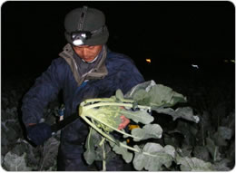 真っ暗な中、ヘッドライトの灯りで収穫