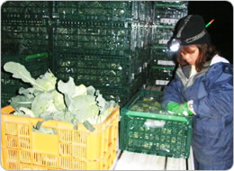 品質チェックしながら丁寧に箱詰め