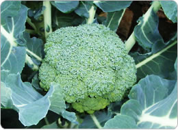 栄養価の高いブロッコリー