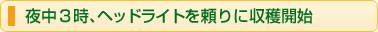夜中３時、ヘッドライトを頼りに収穫開始