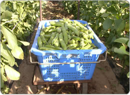 畑では無選別で収穫箱に入れる