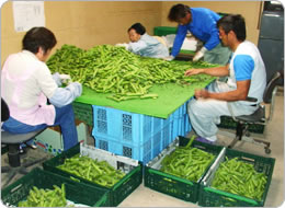 家族総出で選別作業