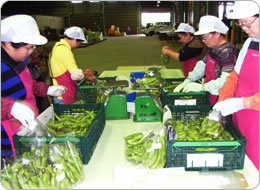 集荷場ではスタンドパックをコンテナー詰め