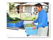 ソラマメ生産者の海保さん