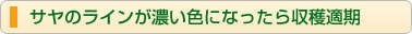 サヤのラインが濃い色になったら収穫適期