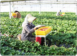 ラクラク収穫機を使い座って収穫作業