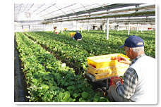 毎朝一斉にとちおとめの収穫作業