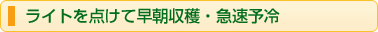 ライトを点けて早朝収穫・急速予冷