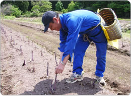 アスパラガスの収穫は1日３回