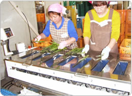 自動選別計量機