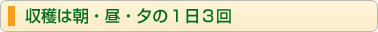 収穫は朝・昼・夕の１日３回
