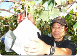 手塩にかけたぶどうを収穫