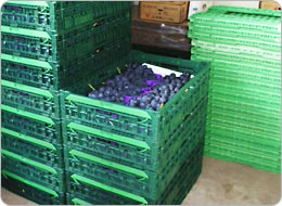 コンテナーは次々と重ねて出荷へ