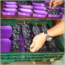 専用の紙トレーに盛り付ける