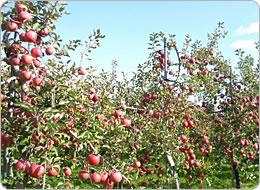 穏やかな丘陵地帯に広がるりんご畑