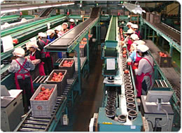 目視で厳しく品質をチェックする